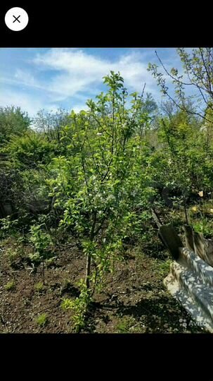 Дача 20 м² на участке 5 сот.