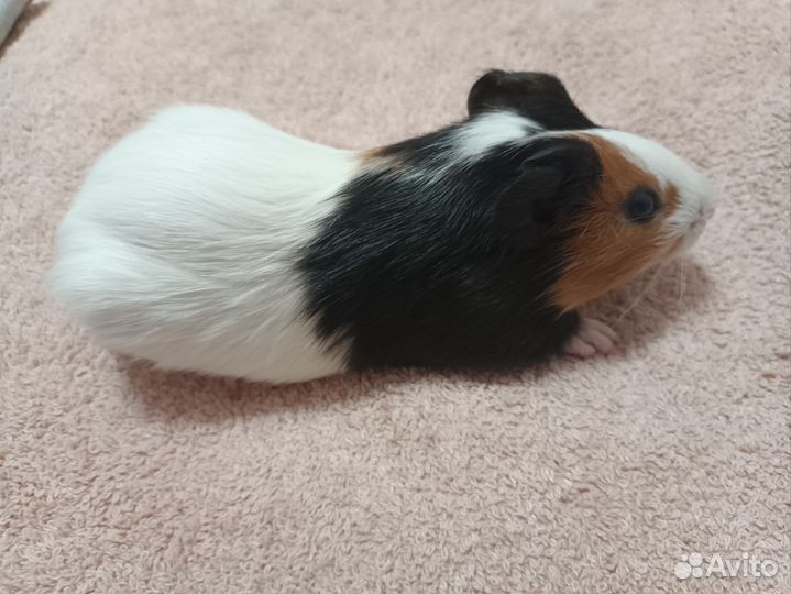 Морская свинка