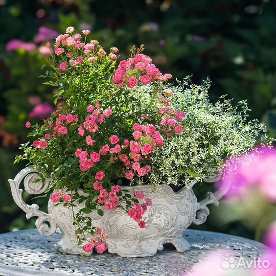 Мини роза в горшке Lilly Rose-Wonder