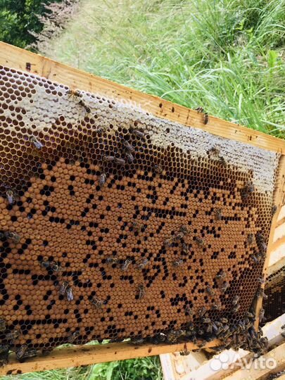 Пчелосемья. Пасека