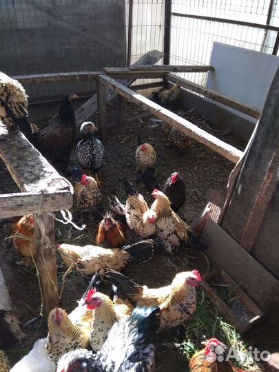 Декоративные куры