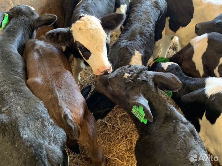 Бычки телята