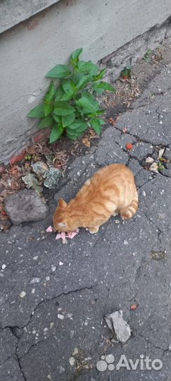 Котики бесплатно