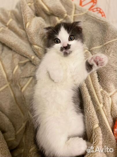 Котенок