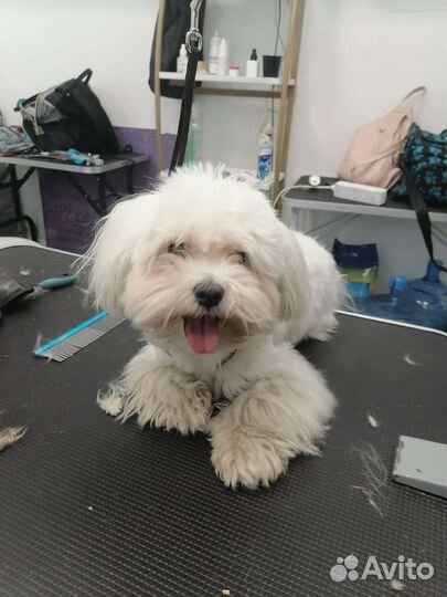 Груминг собак с выездом на дом