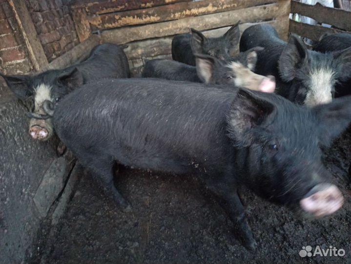 Хряк на племя