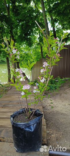 Вейгела нежность
