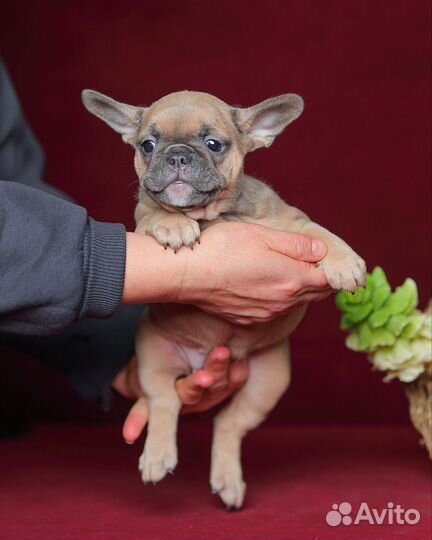 Французский бульдог девочка