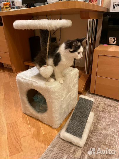 Роскошный Марсик котенок в добрые руки