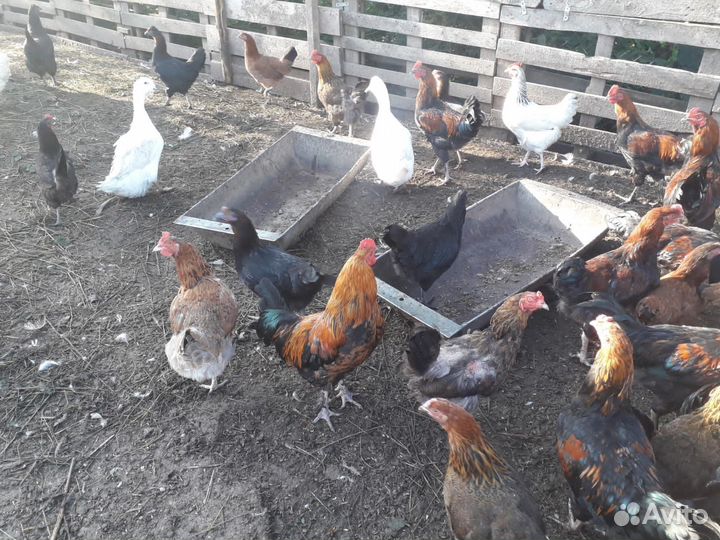 Петушки домашние