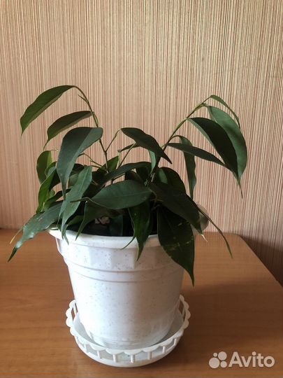 Фикус бенджамина