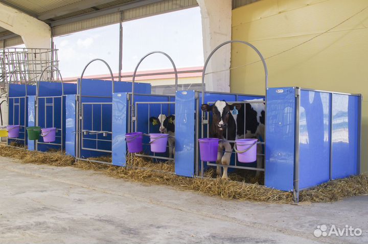 Бокс для телят