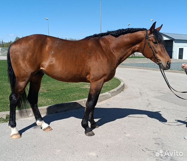 Жеребец Только Продажа