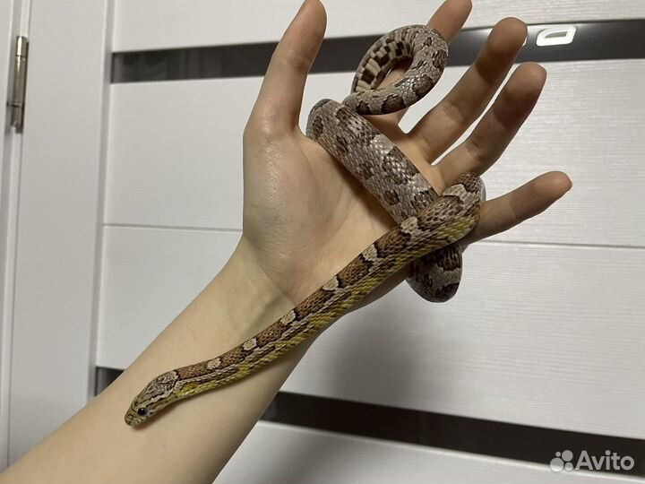 Продаются полозы