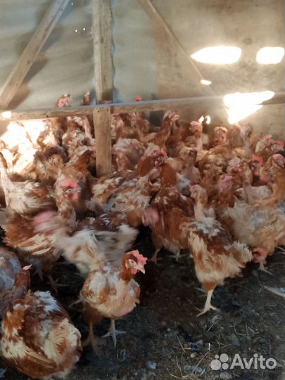 Куры несушки