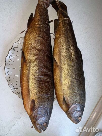 Скумбрия,Форель,Терпуг,Камбала, Г/К Х/К