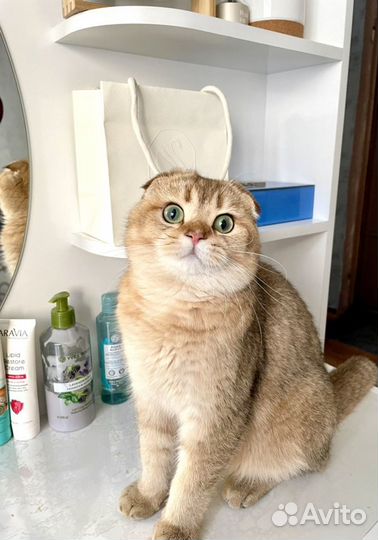 Шотландский красавчик для вязки+котята