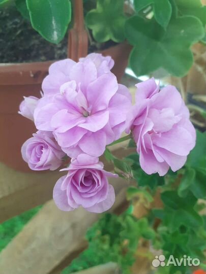 Пеларгония герань сортовая