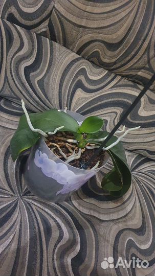 Орхидея фаленопсис, дендробиум