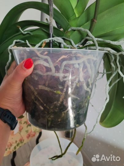 Орхидея фаленопсис Ред лип