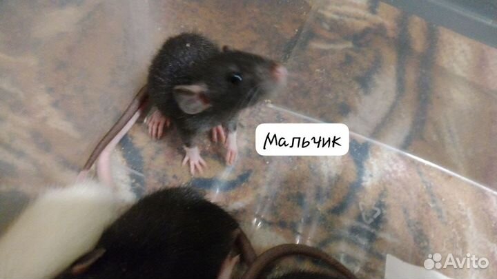 Крыса дамбо,крысята милашки