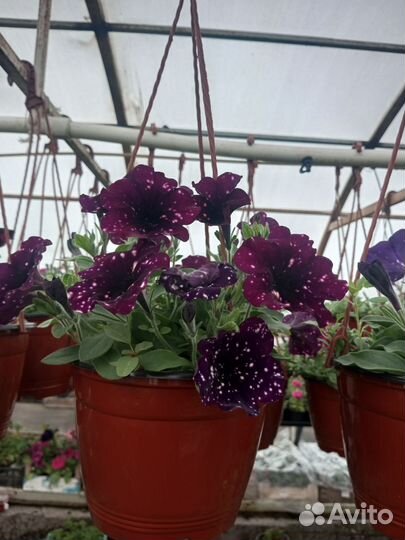 Рассада помидор