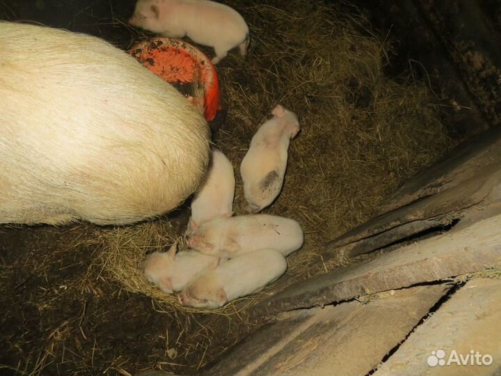 Вьетнамские вислобрюхие поросята
