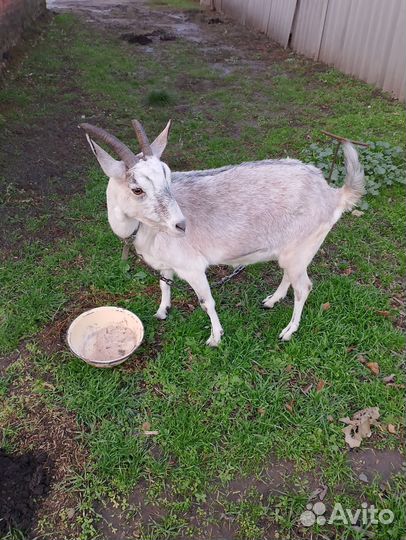 Продаем козу