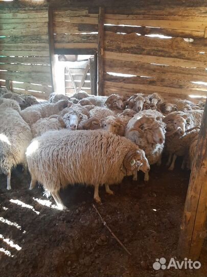 Овцы бараны