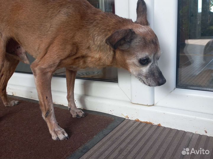 Найдена собака