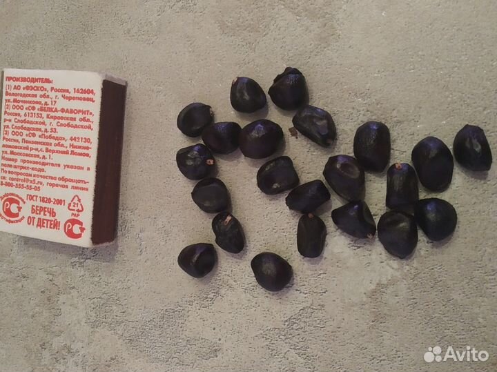 Семена древовидного пиона 10шт