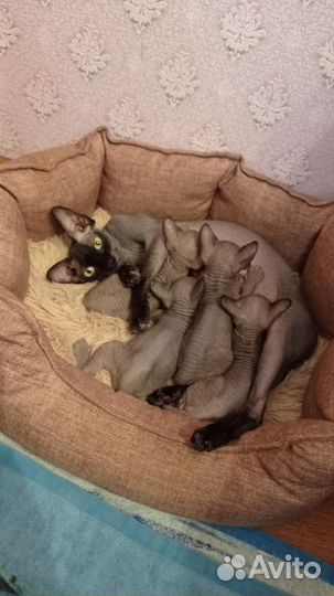 Канадский сфинкс котенок