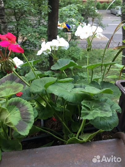 Герань ароматная, паслен жасминовидный