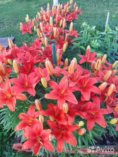 Луковицы лилии