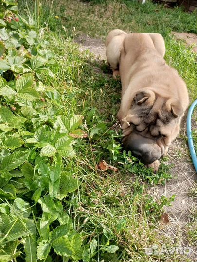 Щенки шарпей