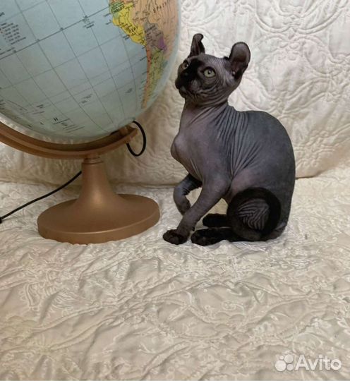 Эльфы котята