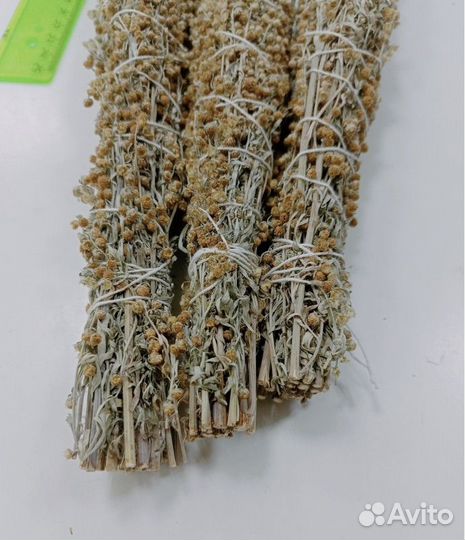 Полынь горькая