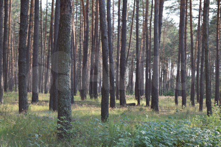 Дом 50 м² на участке 25 сот.