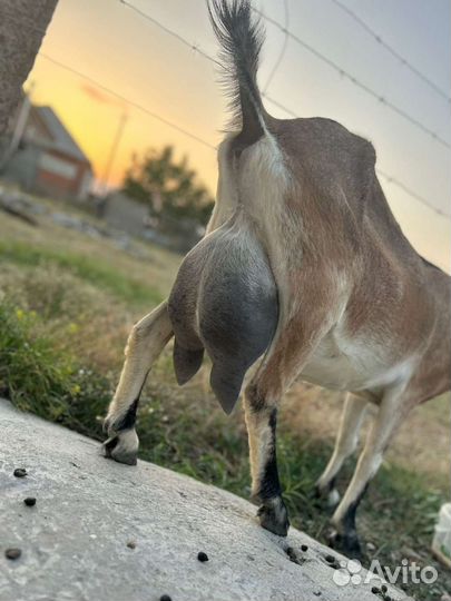 Козы дойные