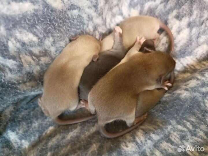 Крысята дамбо мальчики Агути