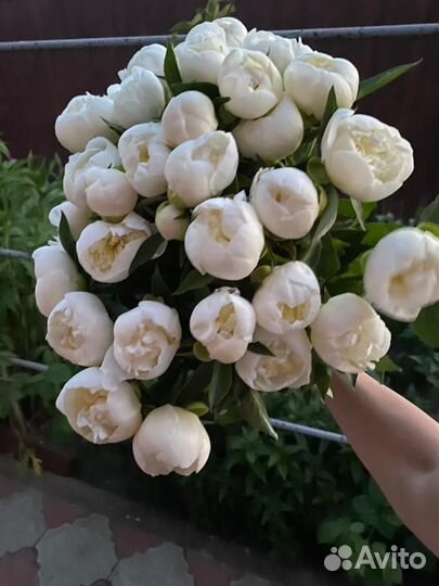 Пионы корни осень 2023