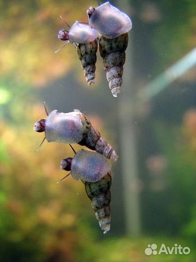 Улитки мелании в аквариум бесплатно