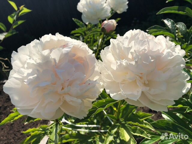 Пион белый Сорт бульданеж