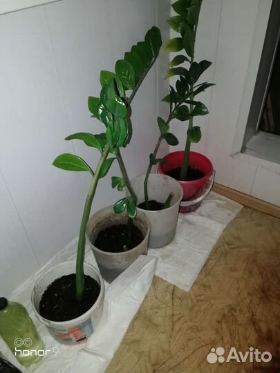 Замиокулькас (долларовое дерево)