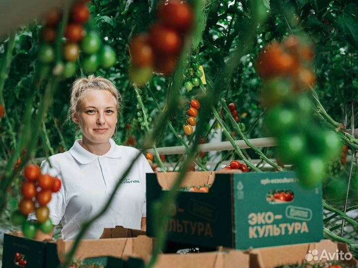 Рабочий в теплицу