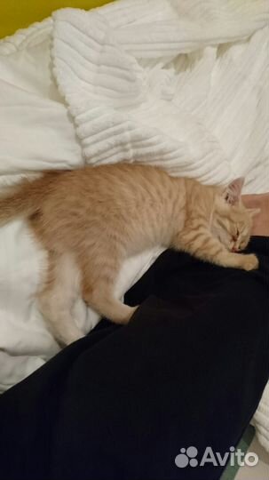 Рыжие, шикарные, плюшевые котята в добрые руки