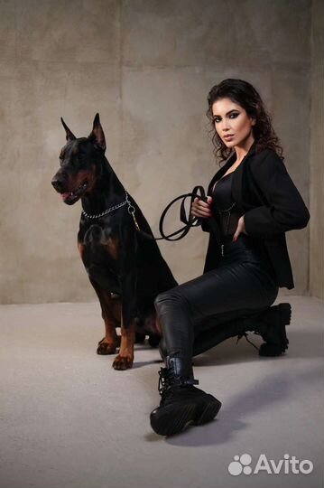 Доберман для фотосессии
