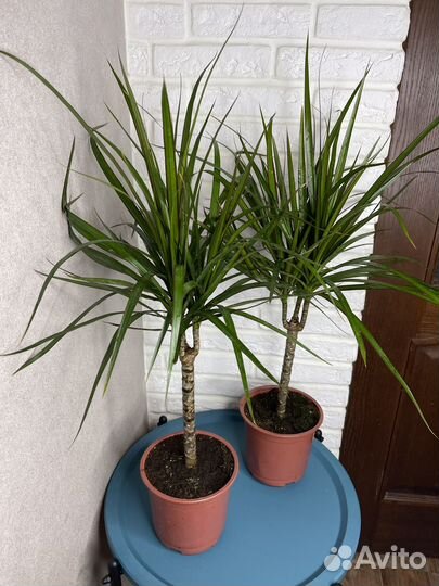 Драцена маргината комнатеые цветы