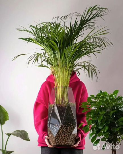 Пальма арека в стеклянном кашпо