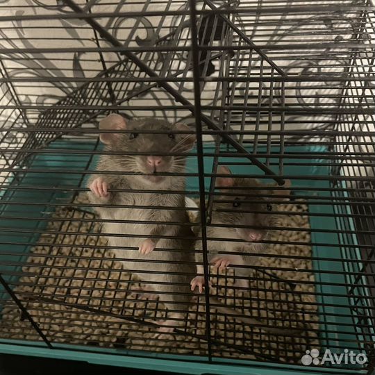 Крысы дамбо